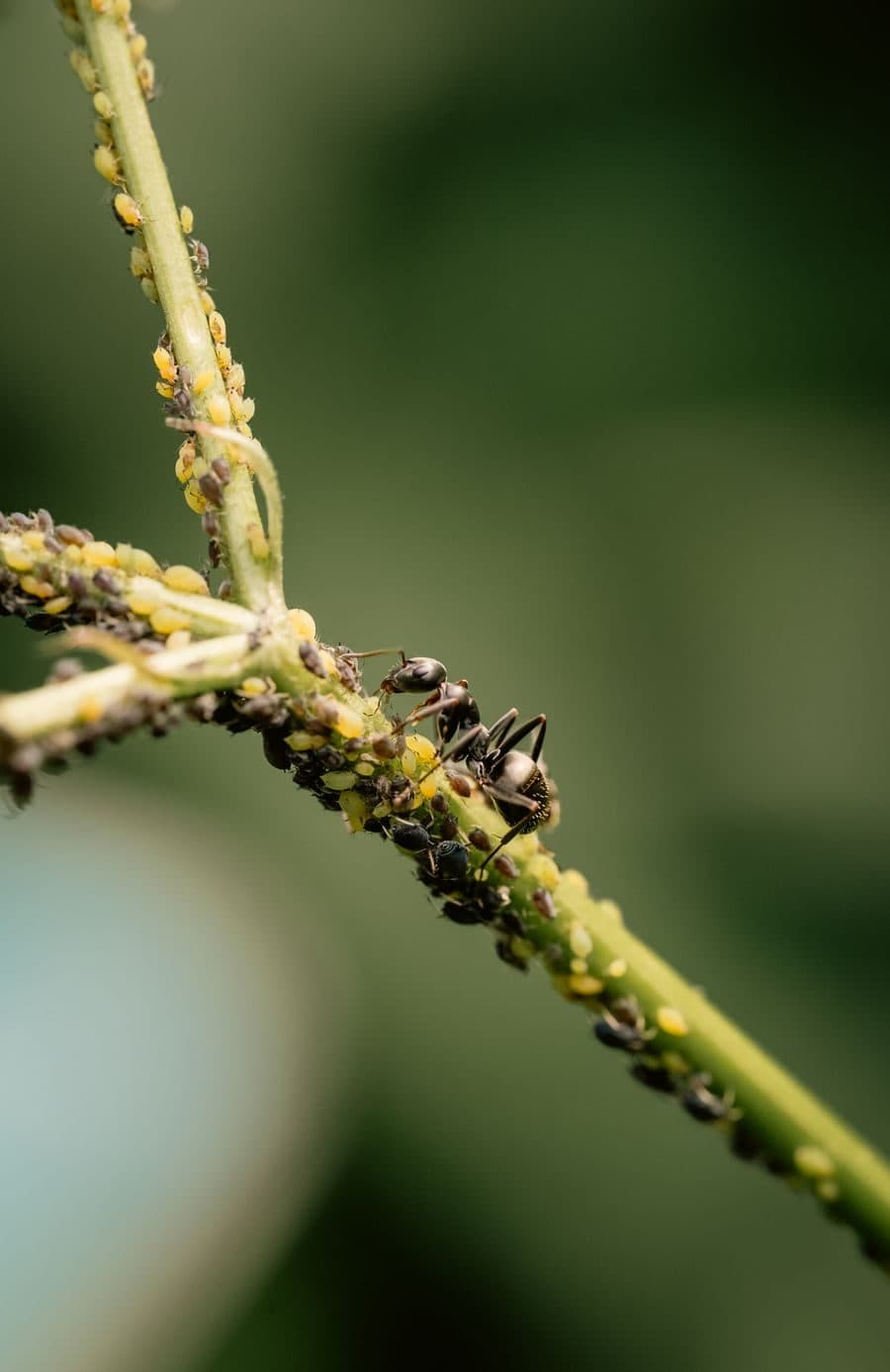Ant & Lizard Control
