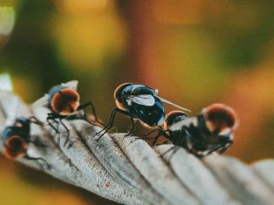 Mosquito & Fly Control