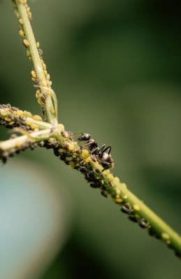 Ant & Lizard Control