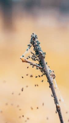 Wood Borer Treatment
